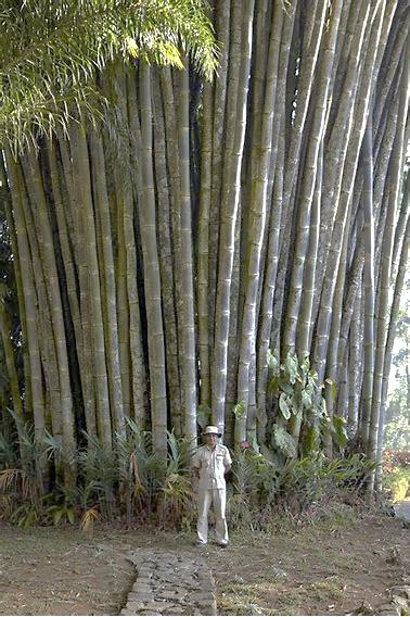 Giant Bamboo (Dendrocalamus asper) towering over a person for scale