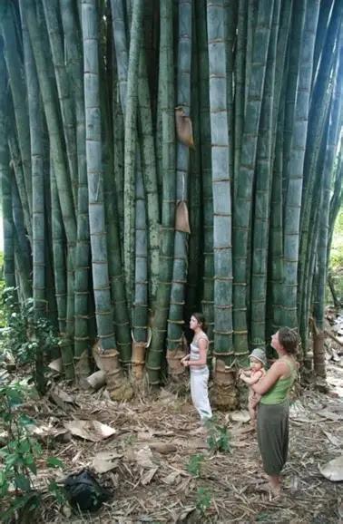 People standing beside a stand of Giant Bamboo for scale