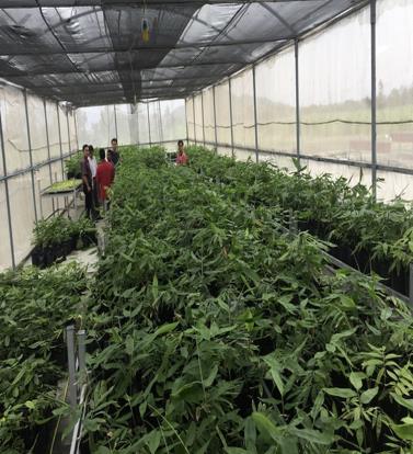 Workers tending bamboo seedlings in a project nursery